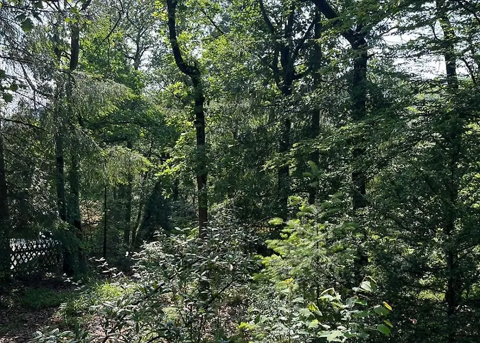 דירה Idyllisches Im Wald Unweit Der Loreley Bogel